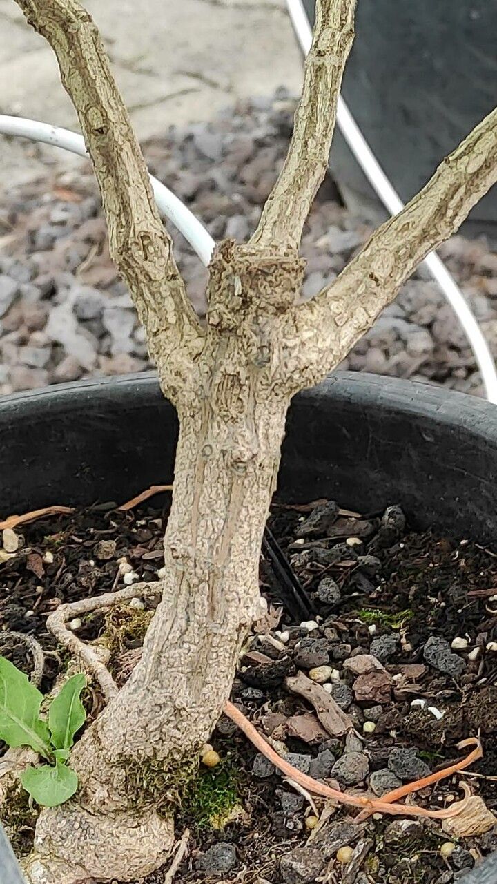 Crambe scaberrima bark