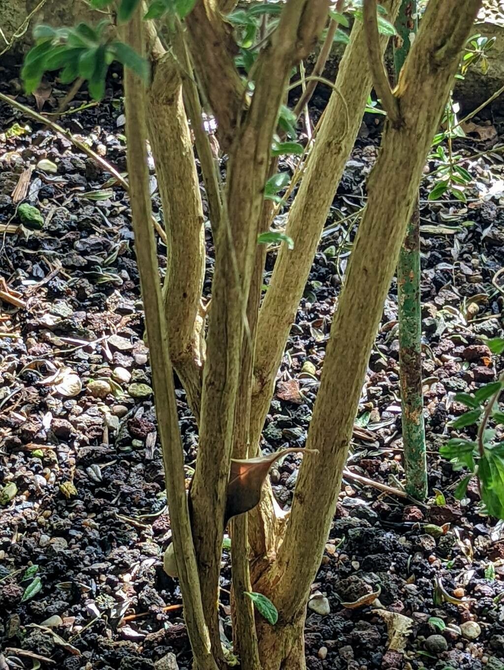 Nashia inaguensis bark