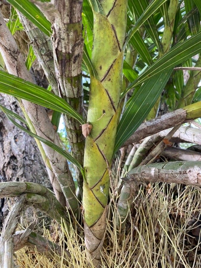 Cyrtopodium gigas habit