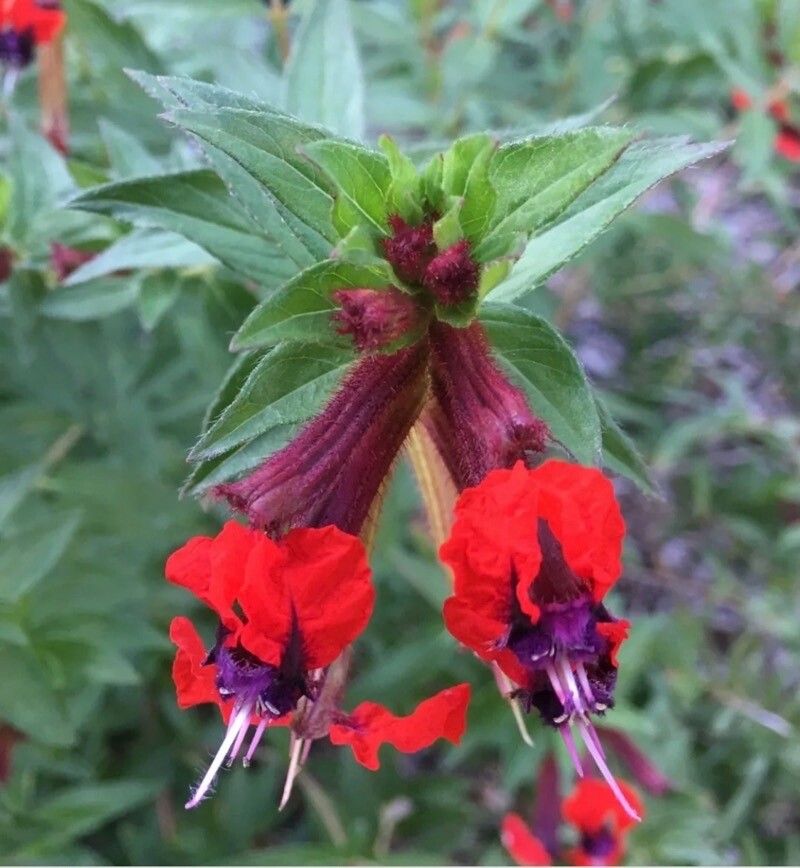 Cuphea llavea flower
