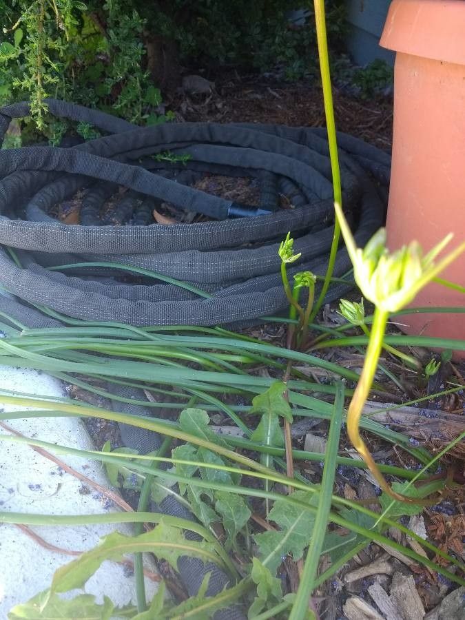 Brodiaea appendiculata — related species from the same genus
