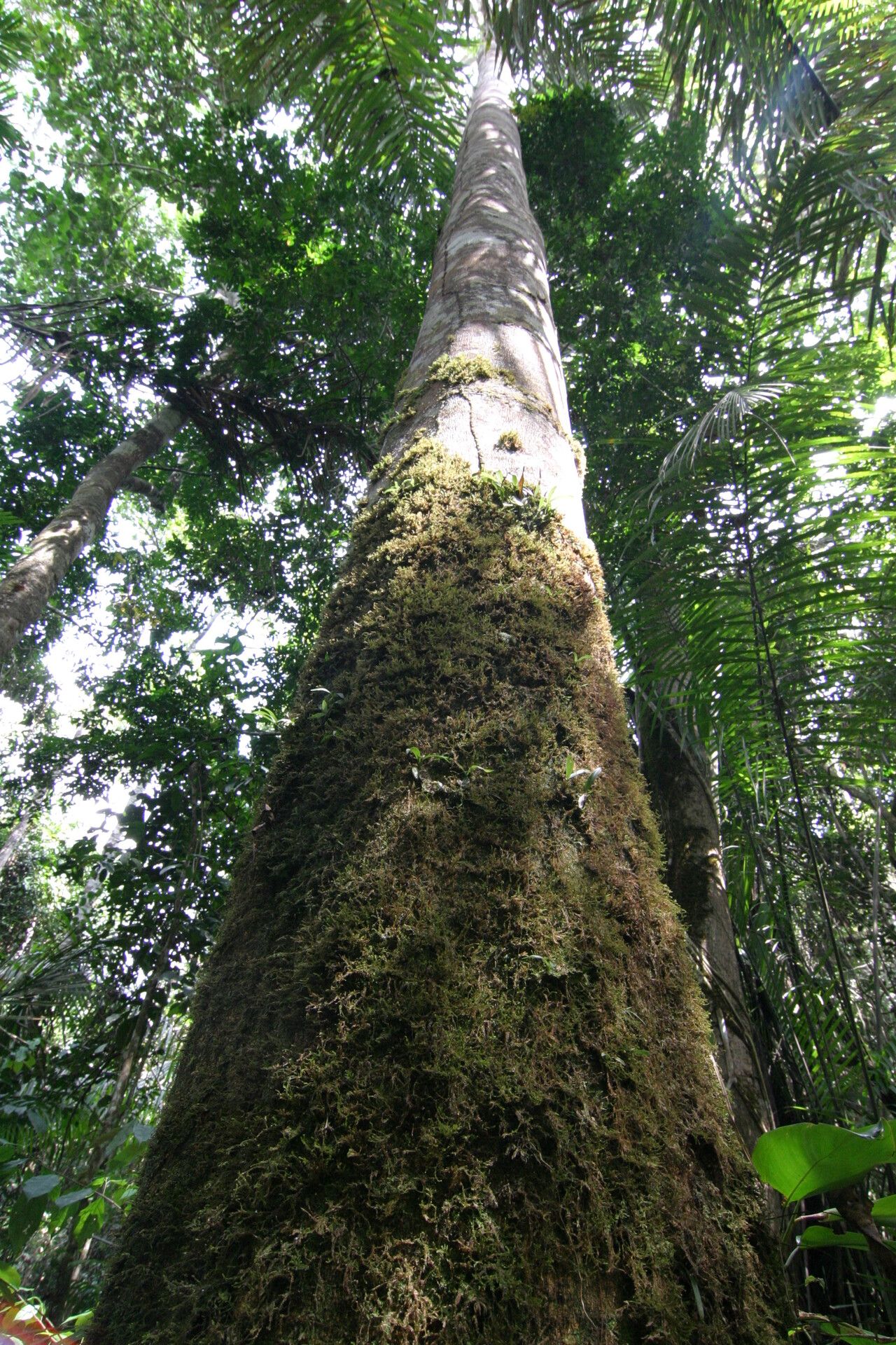 Pycnanthus marchalianus habit