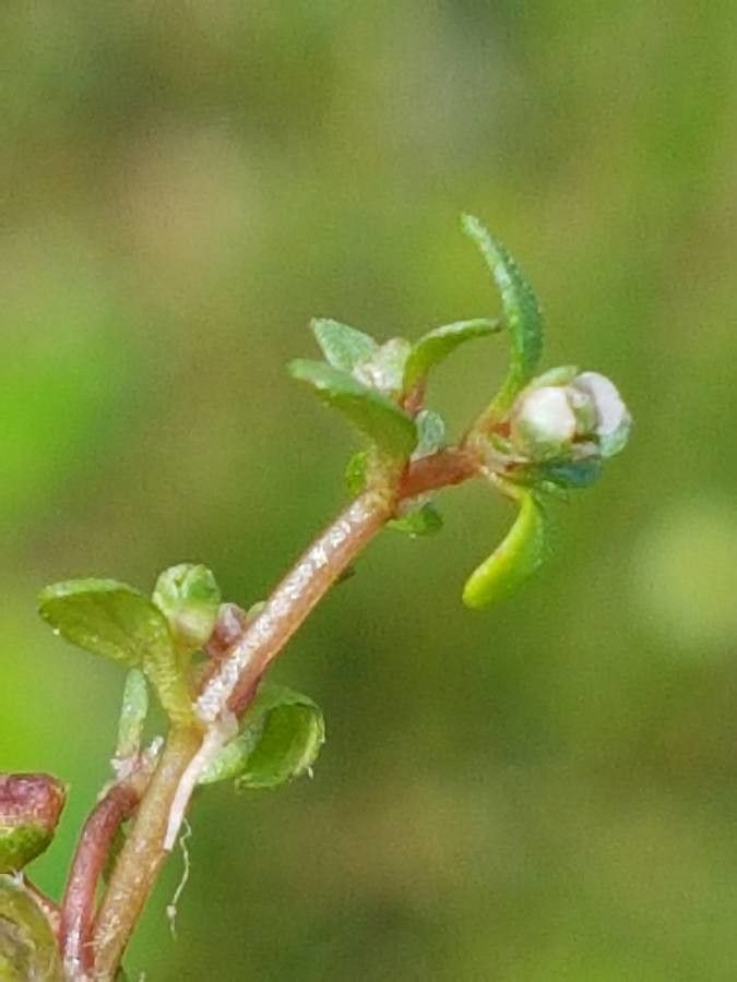 Elatine triandra flower