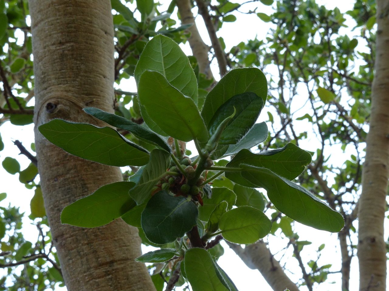 Ficus glumosa — search result for 'Sudan'