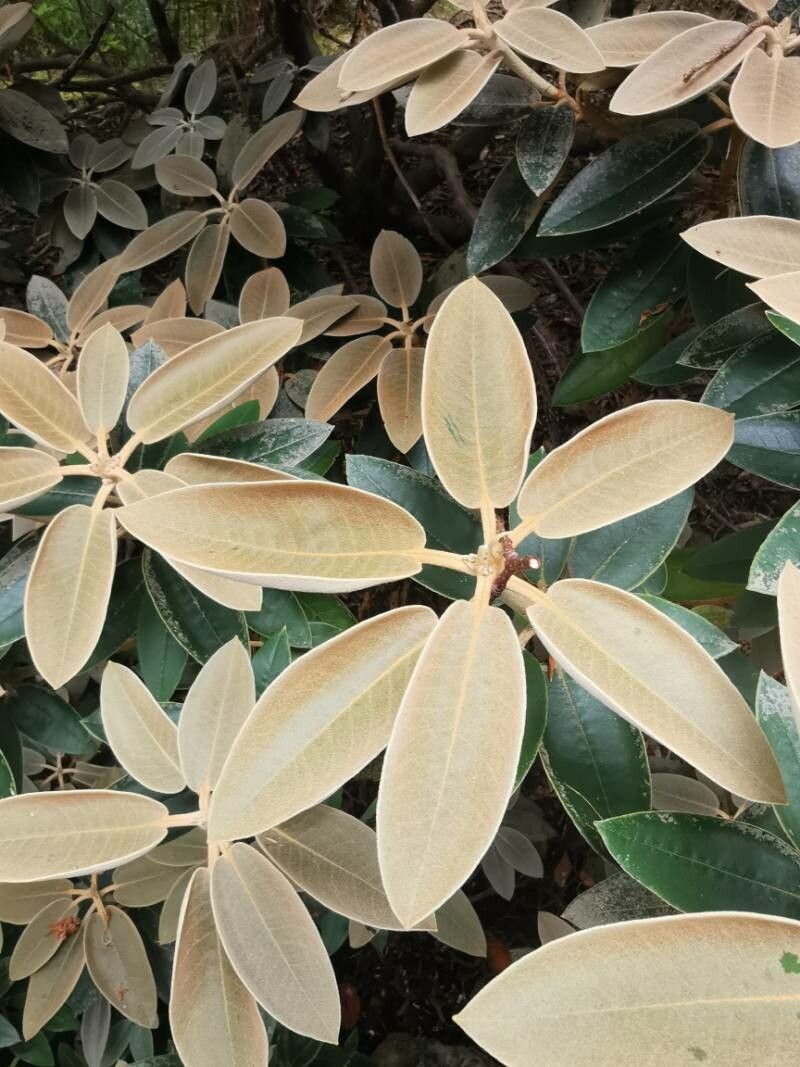 Rhododendron pachysanthum — houseplant care guide