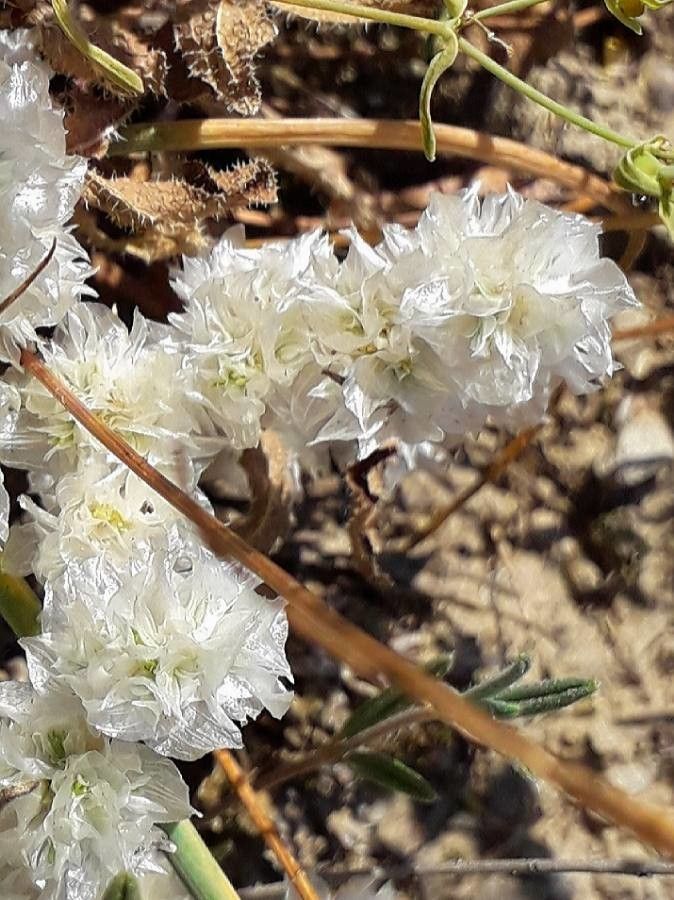 Paronychia capitata flower