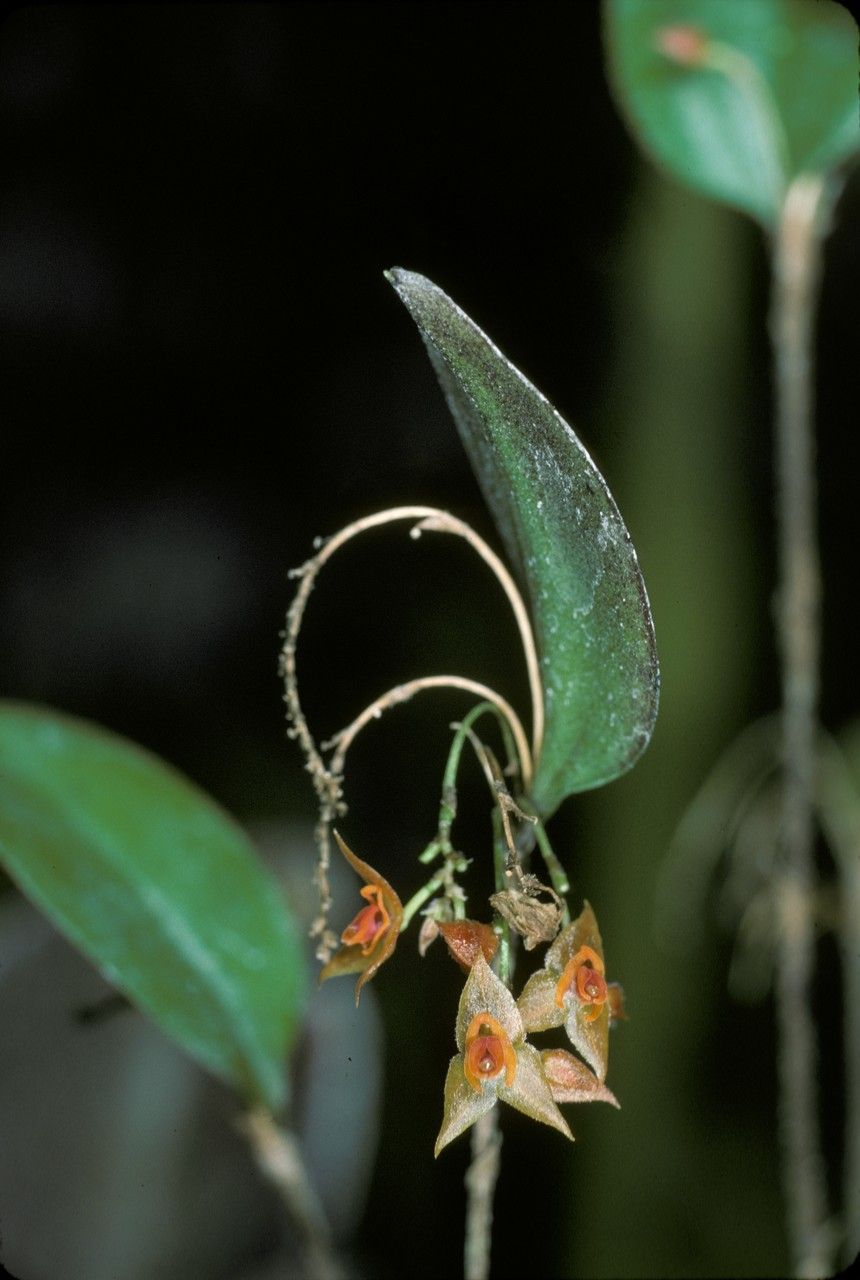 Lepanthes grisebachiana flower