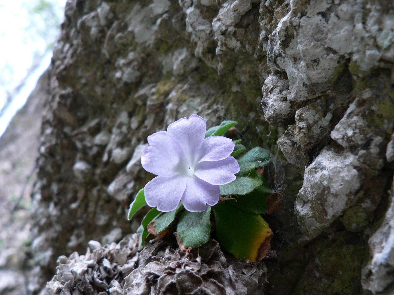 Primula allionii flower