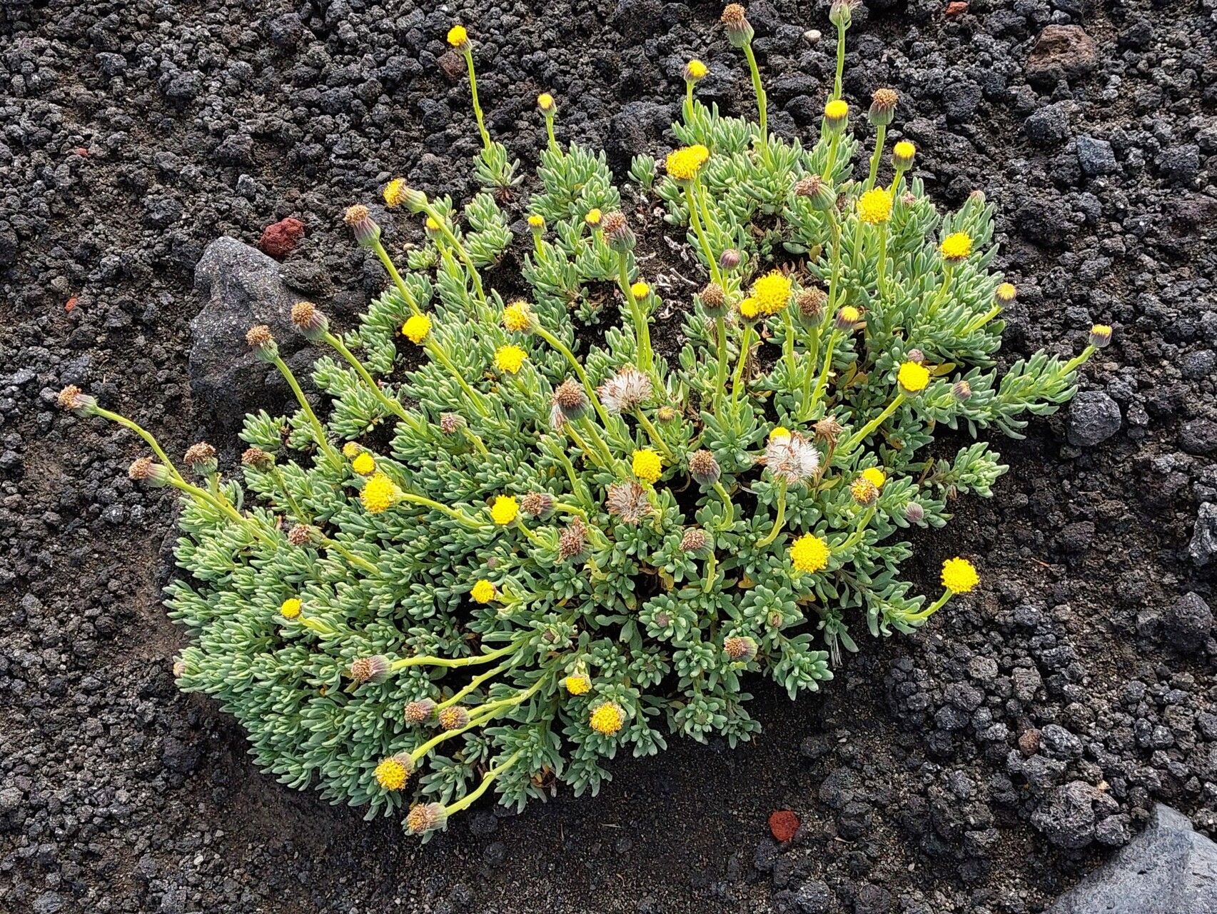 Senecio bipontinii habit