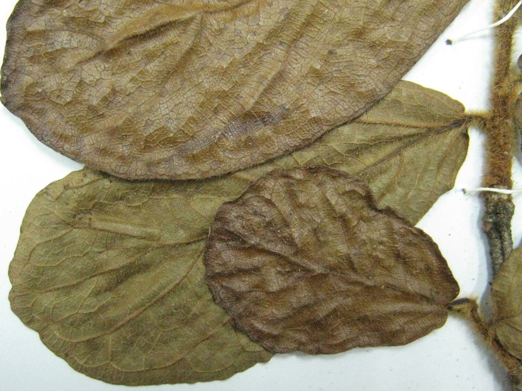 Ficus malacocarpa other