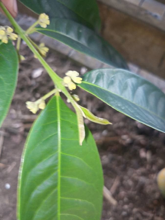 Siparuna guianensis flower