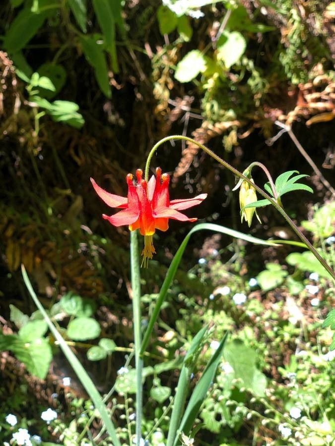 Aquilegia shockleyi — search result for 'Aquilegia'