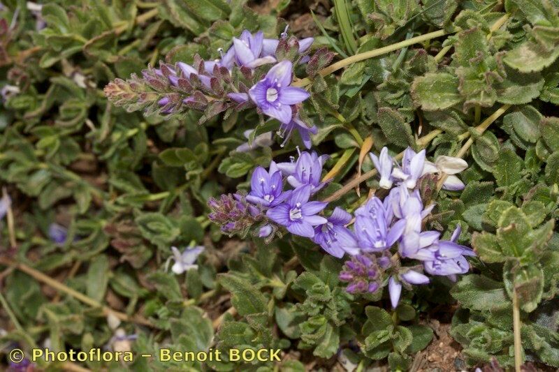 Veronica rosea — houseplant care guide