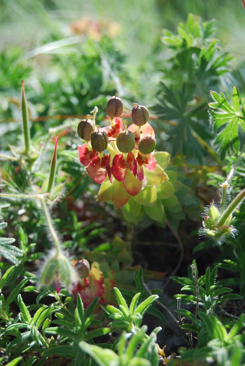 Euphorbia rigida flower