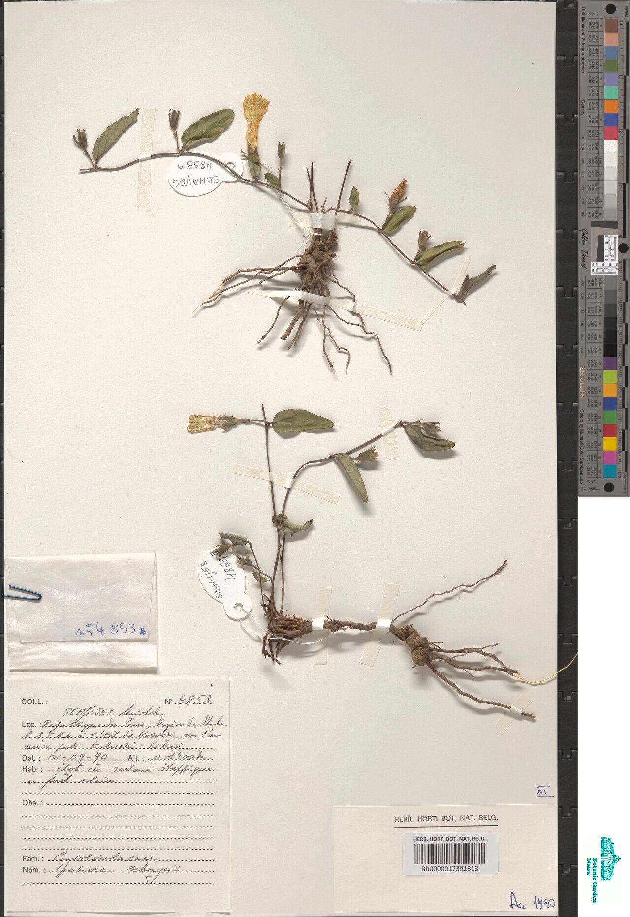 Ipomoea schaijesii — houseplant care guide