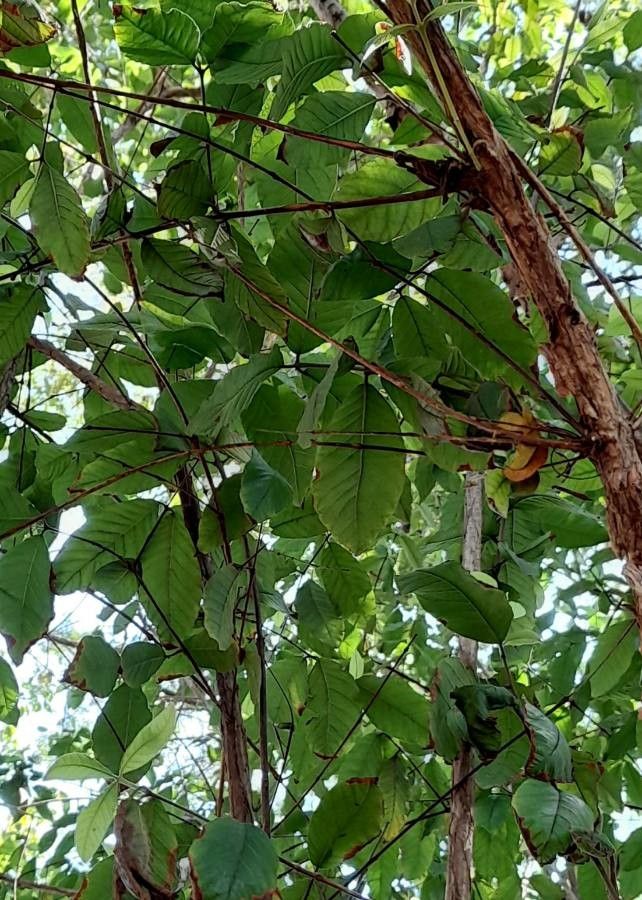 Campomanesia xanthocarpa leaf