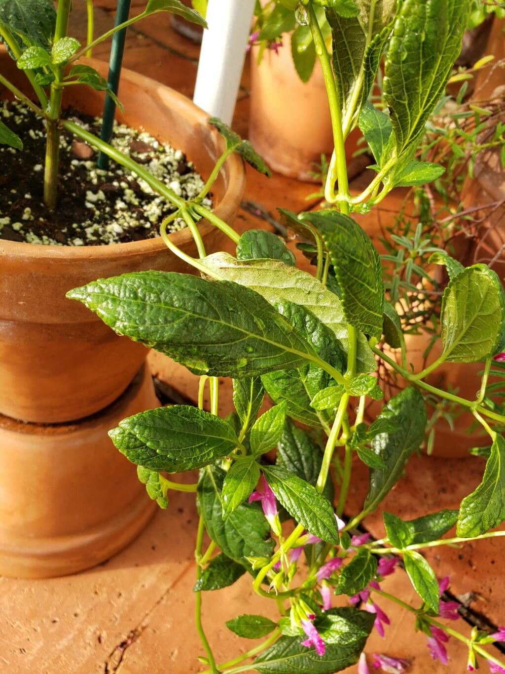 Salvia chiapensis — houseplant care guide
