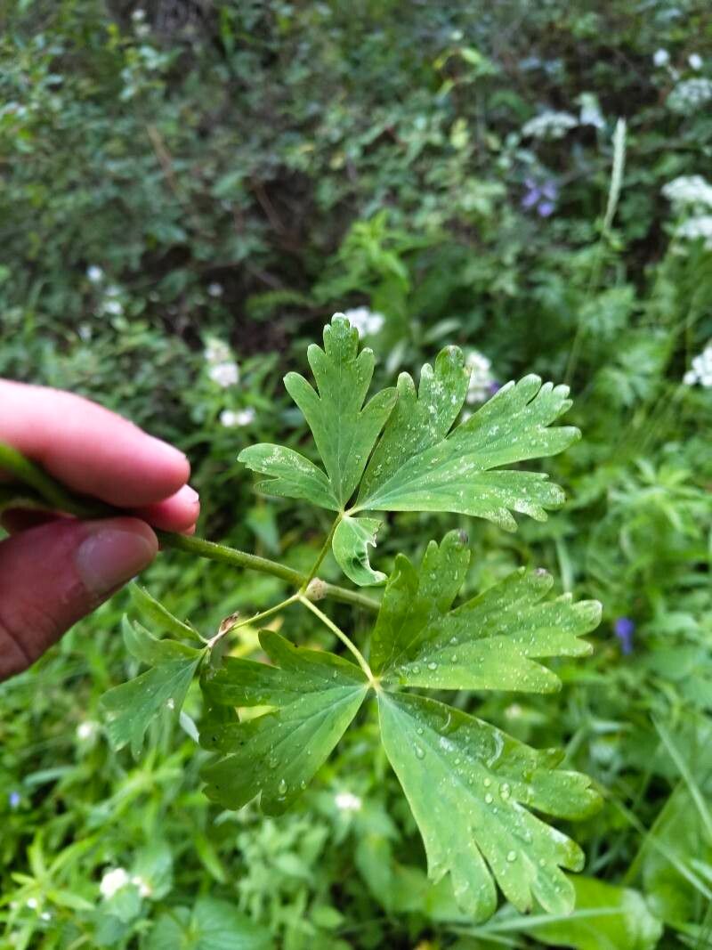 Aquilegia atrovinosa