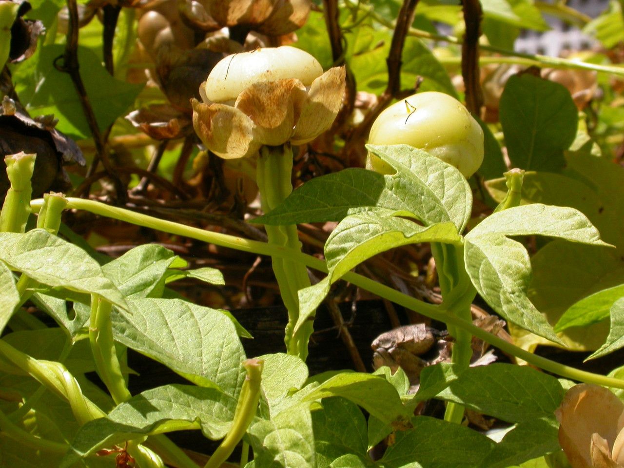 Operculina macrocarpa — related species from the same genus