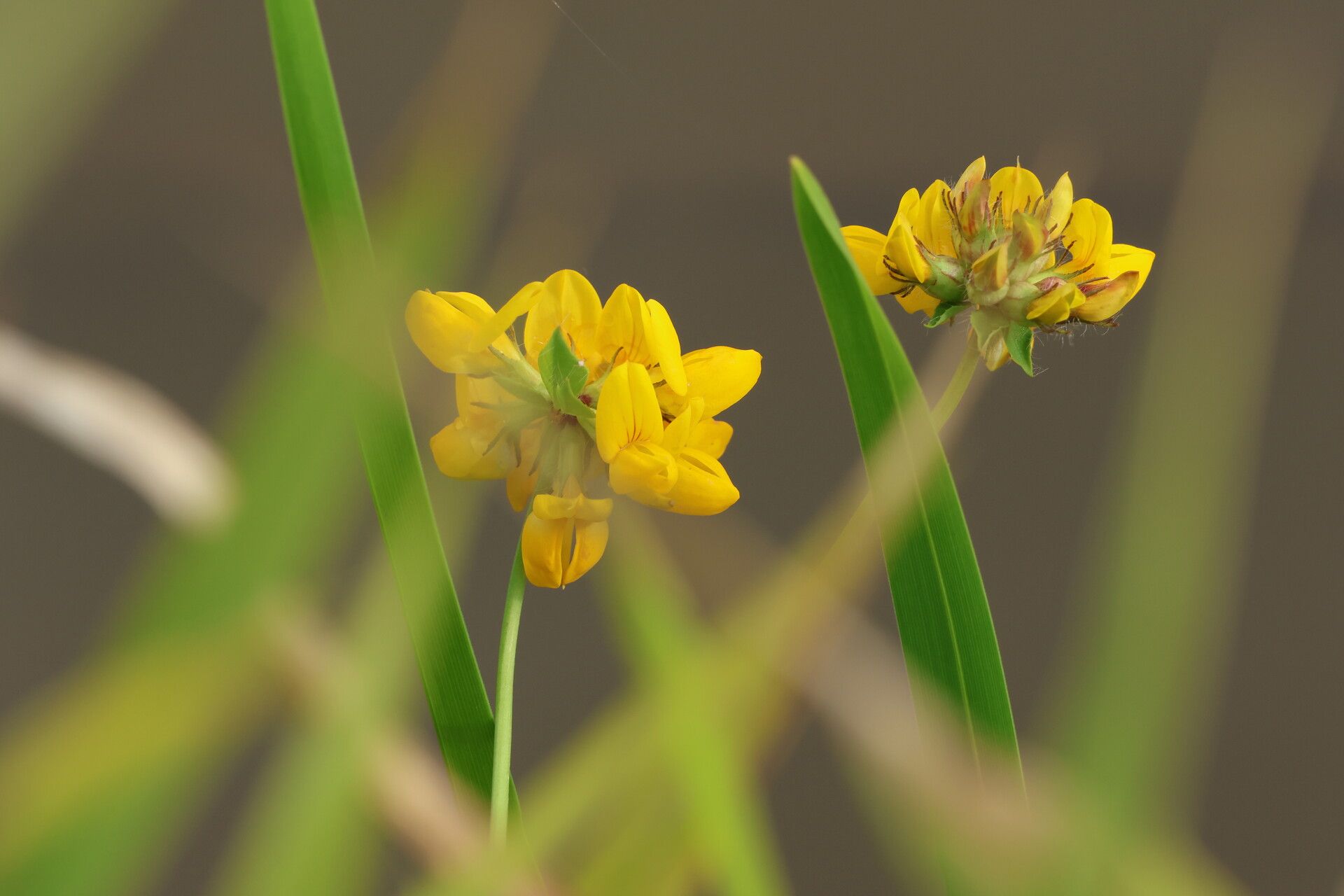 Lotus arenarius — search result for 'Lotus'