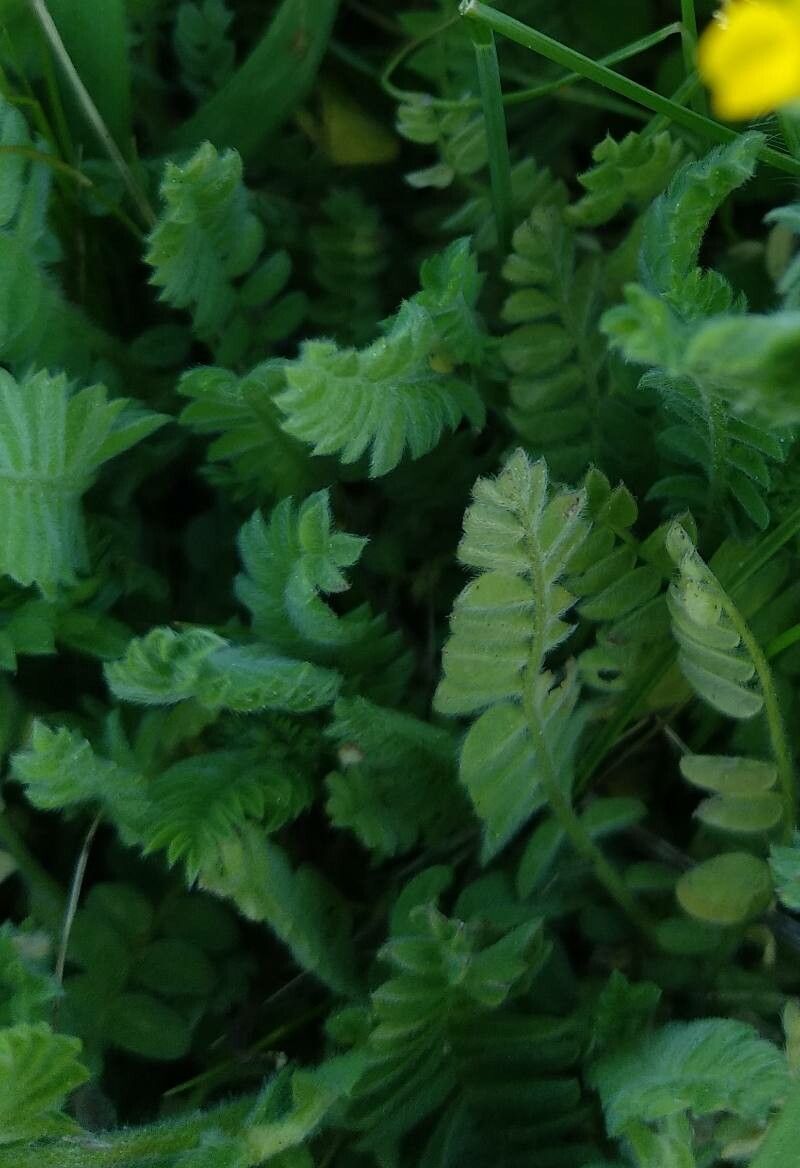 Ornithopus compressus