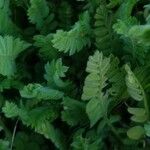 Ornithopus compressus