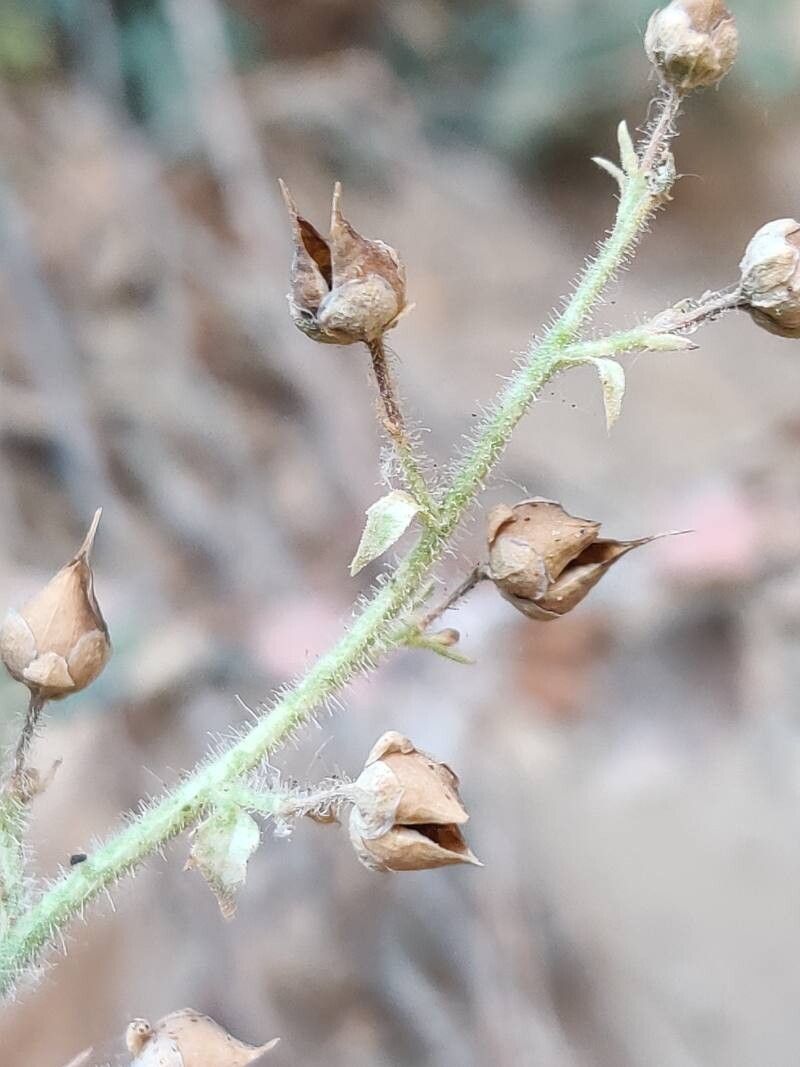 Scrophularia pyrenaica fruit