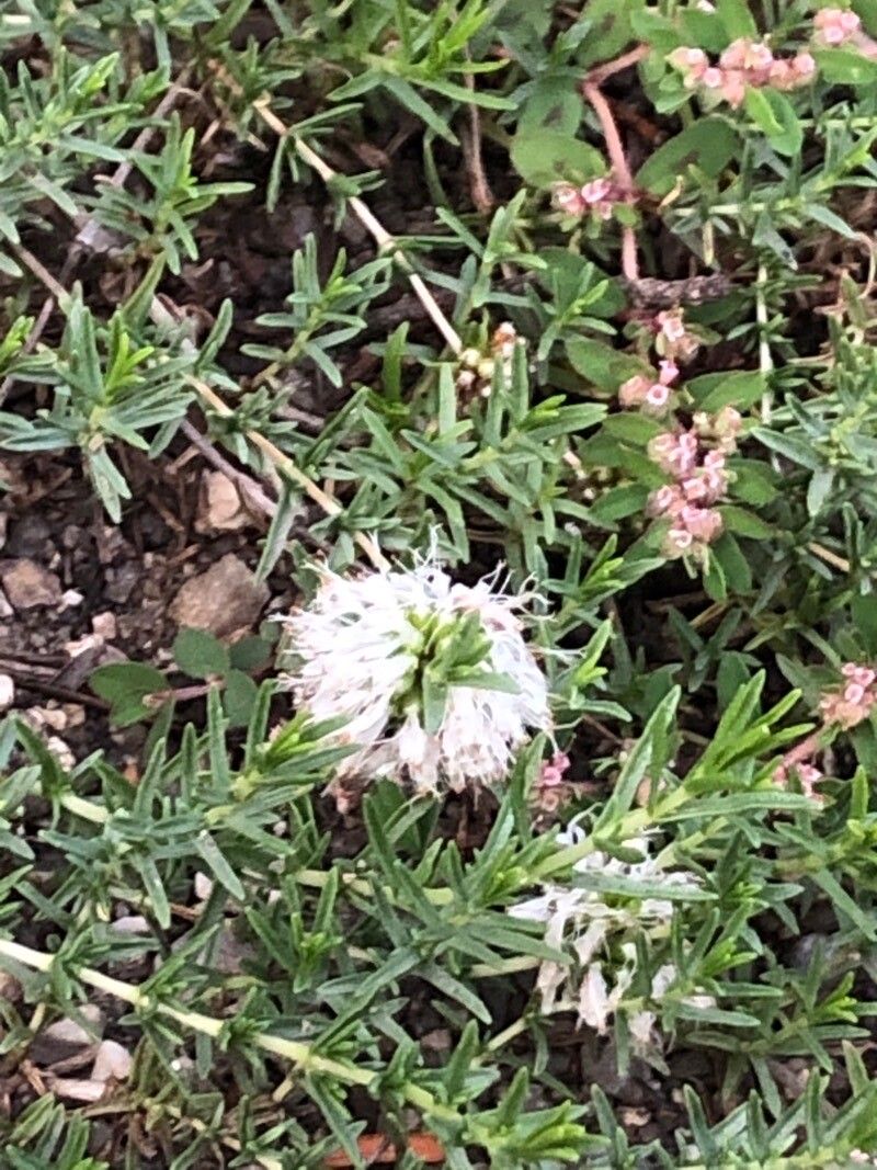 Mentha cervina flower