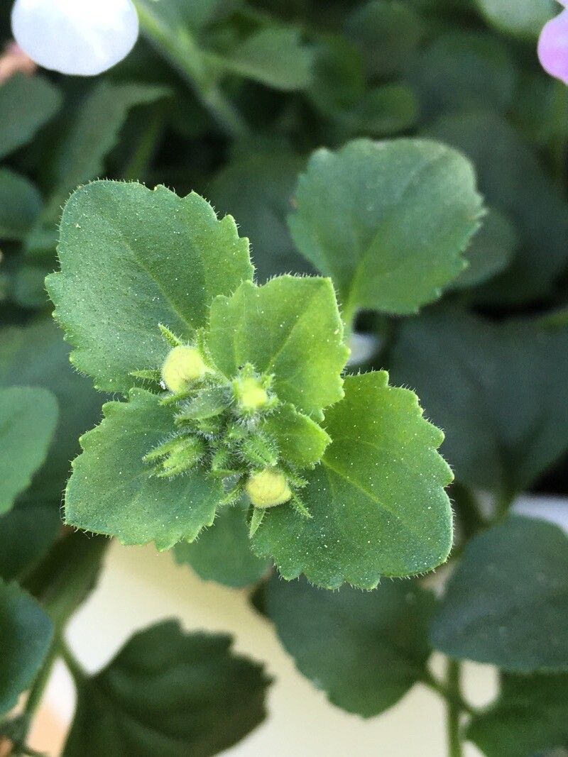 Sutera grandiflora — related species from the same genus