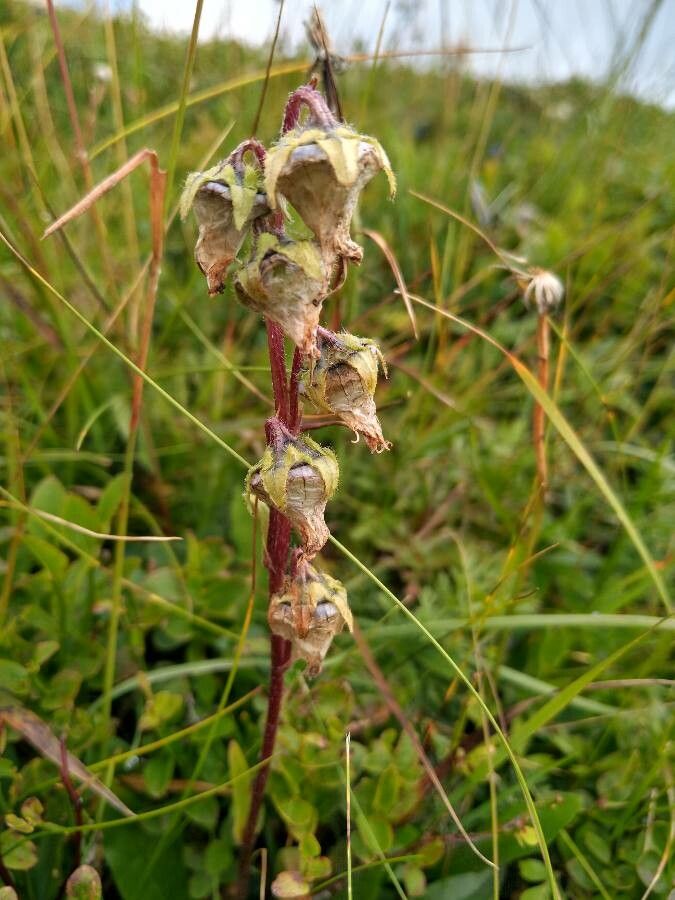 Campanula barbata fruit