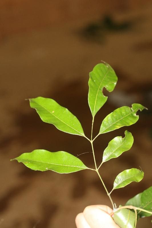 Protium gallicum — houseplant care guide