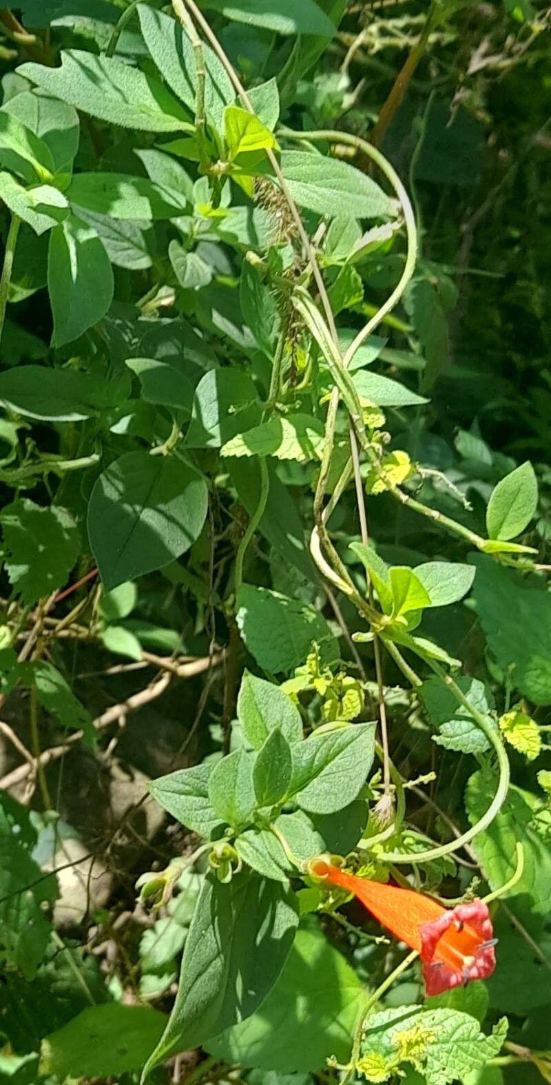 Manettia cordifolia habit