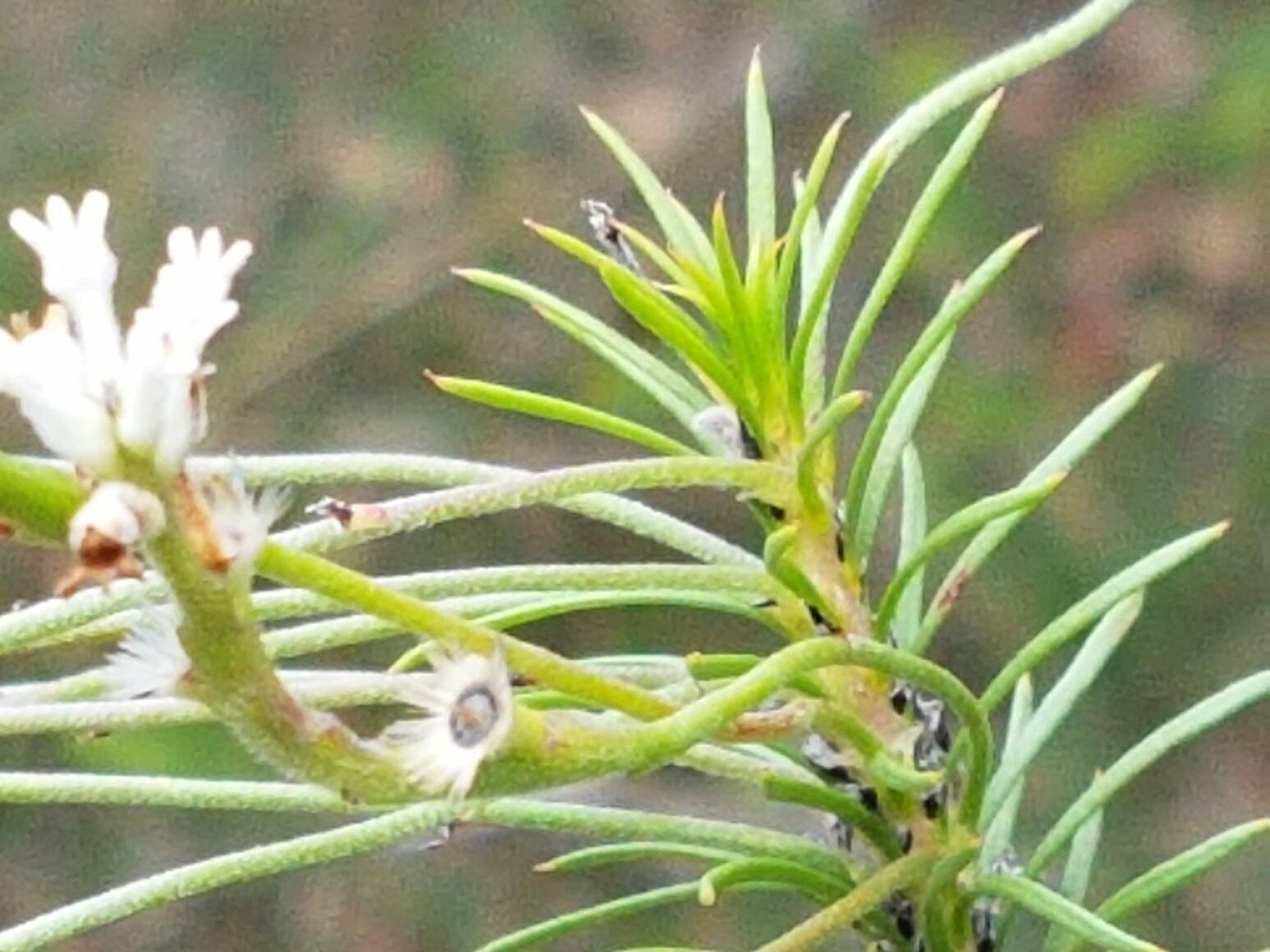 Conospermum ericifolium — related species from the same genus