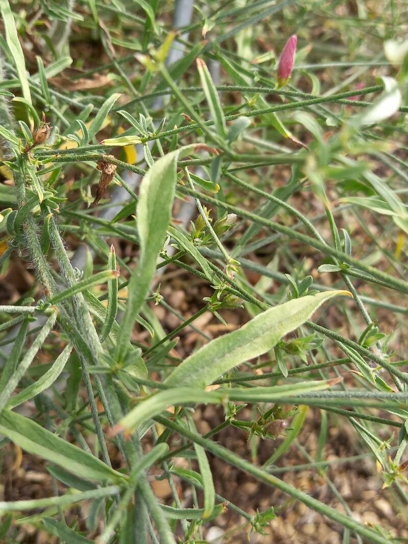 Convolvulus elegantissimus — search result for 'Convolvulus'