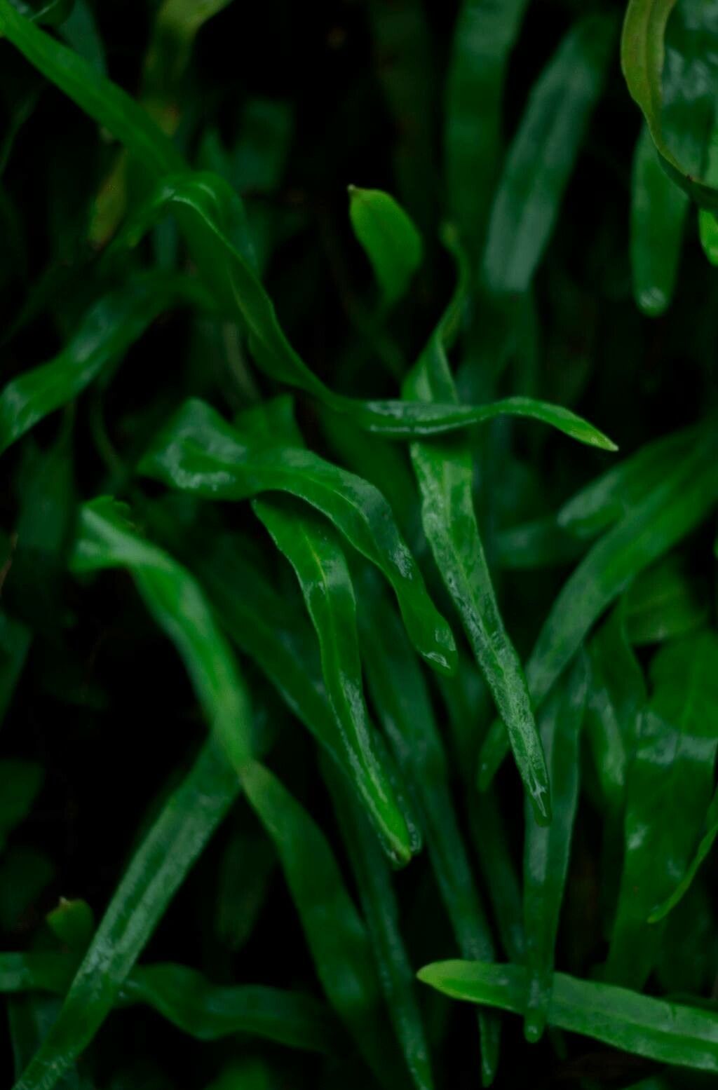 Loxogramme salicifolia — houseplant care guide