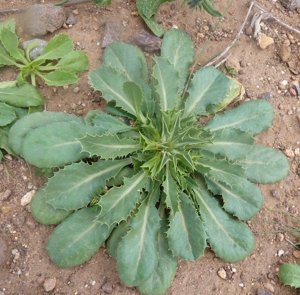 Eryngium ilicifolium habit