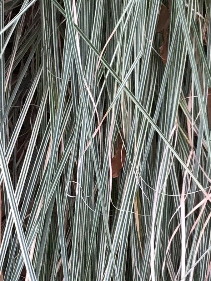 Chloris gayana — houseplant care guide