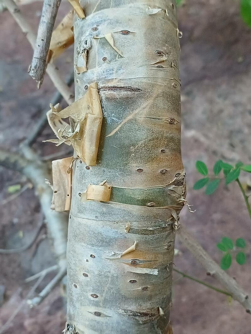 Commiphora wightii bark