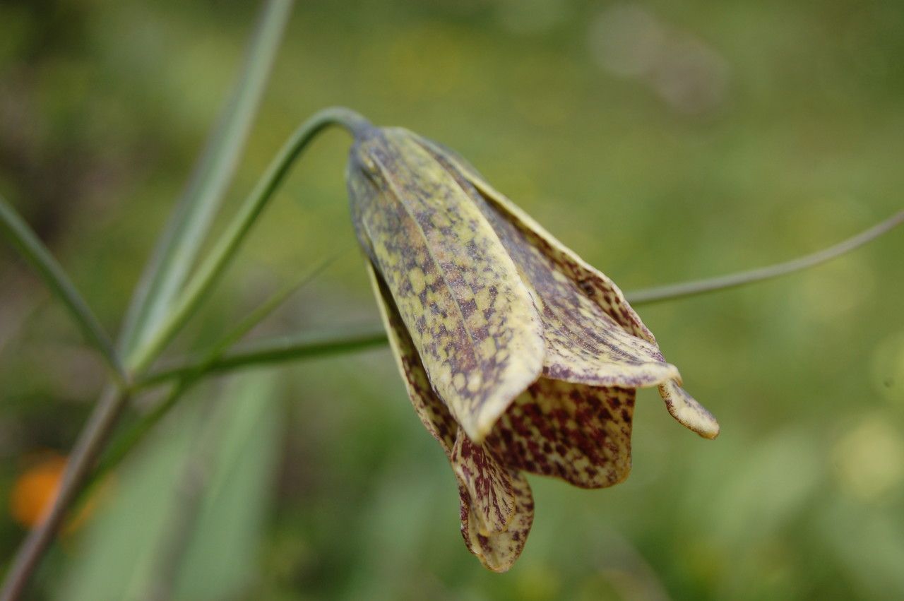 Fritillaria cirrhosa — search result for 'Fritillaria'