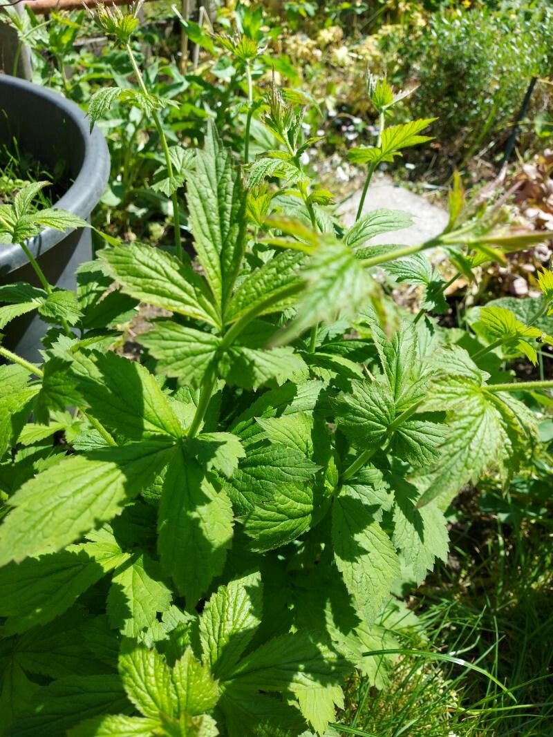 Geum x intermedium leaf