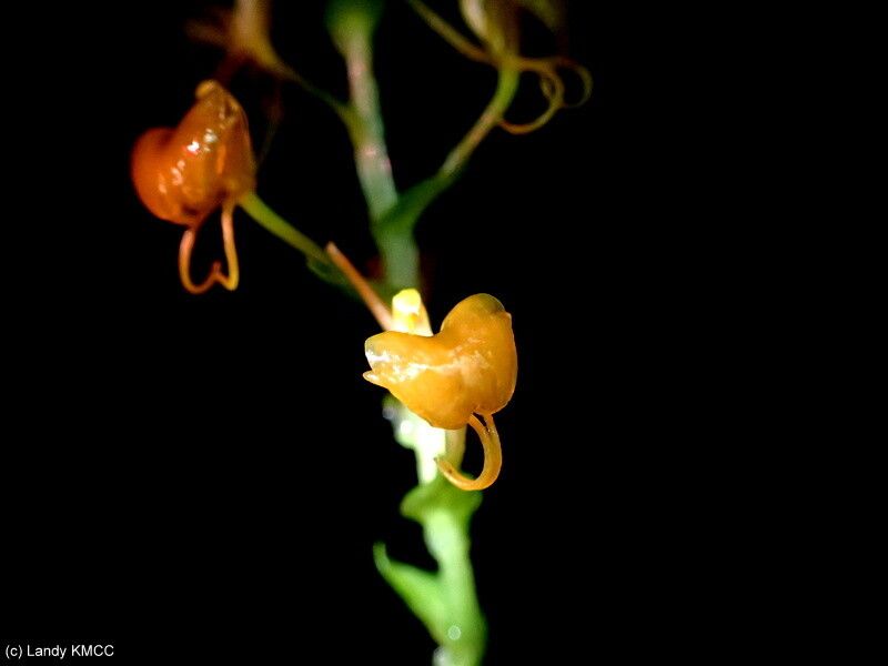 Liparis sambiranoensis flower