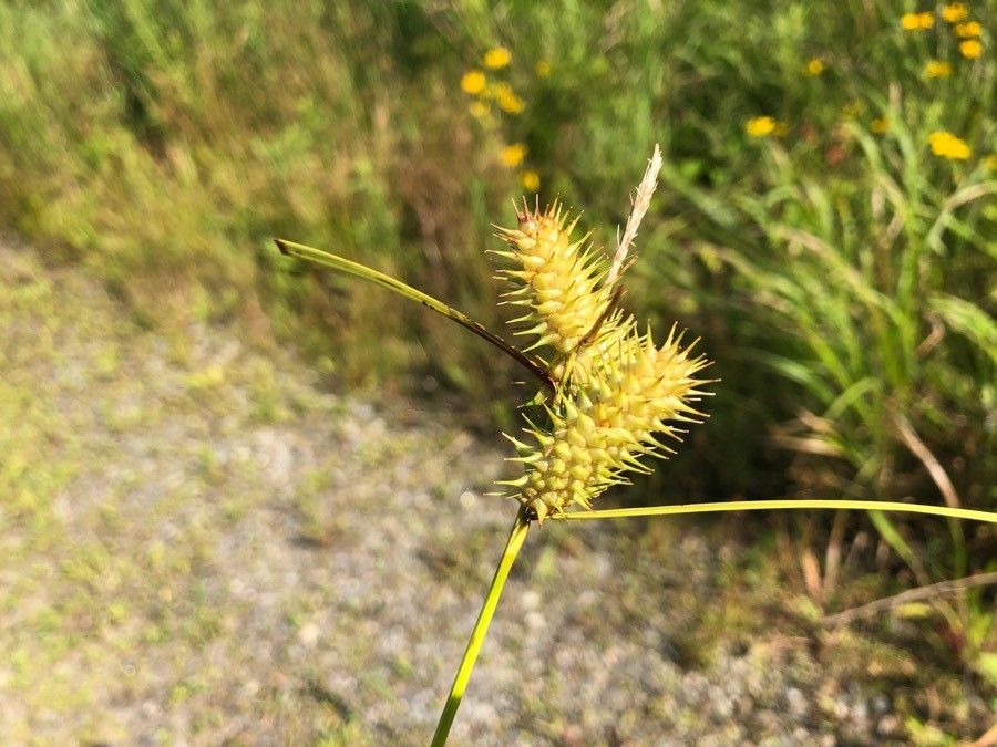 Carex hystericina fruit