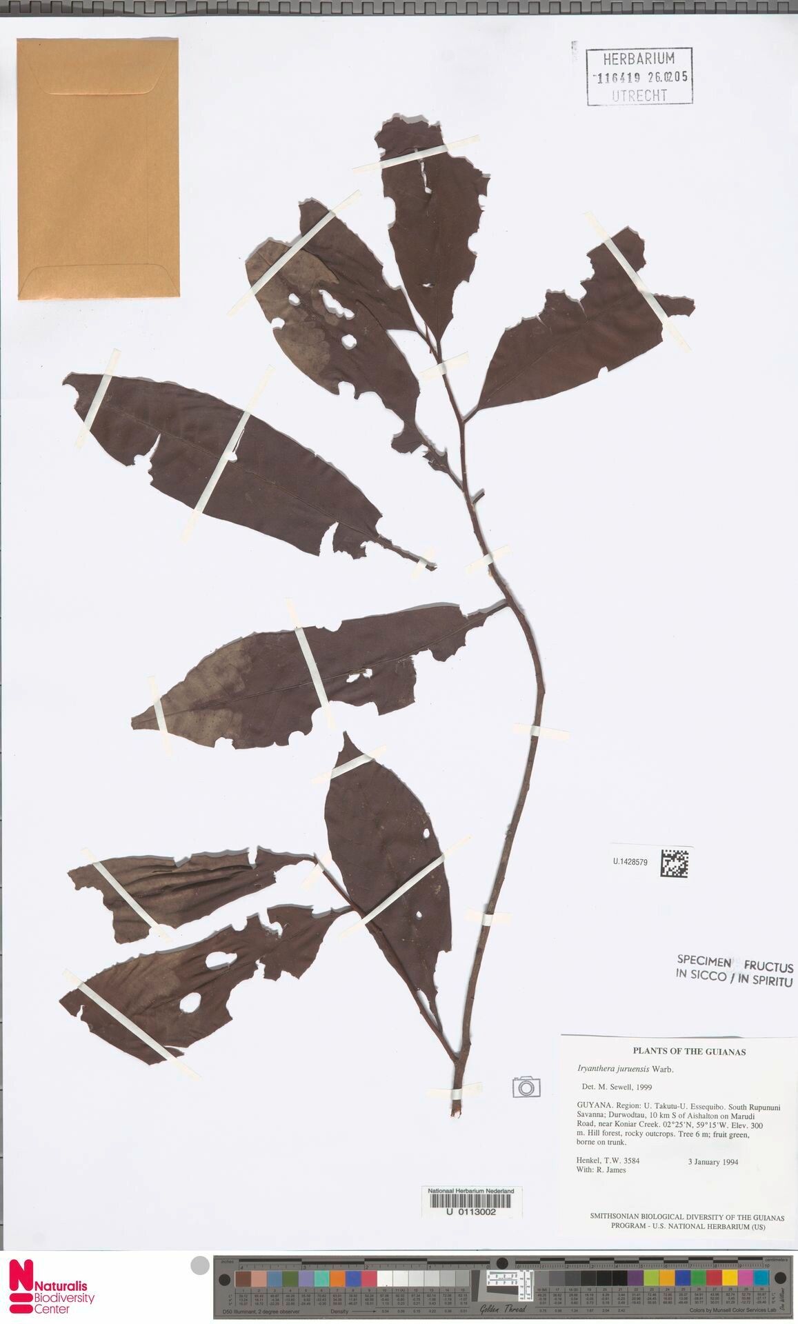 Iryanthera juruensis leaf