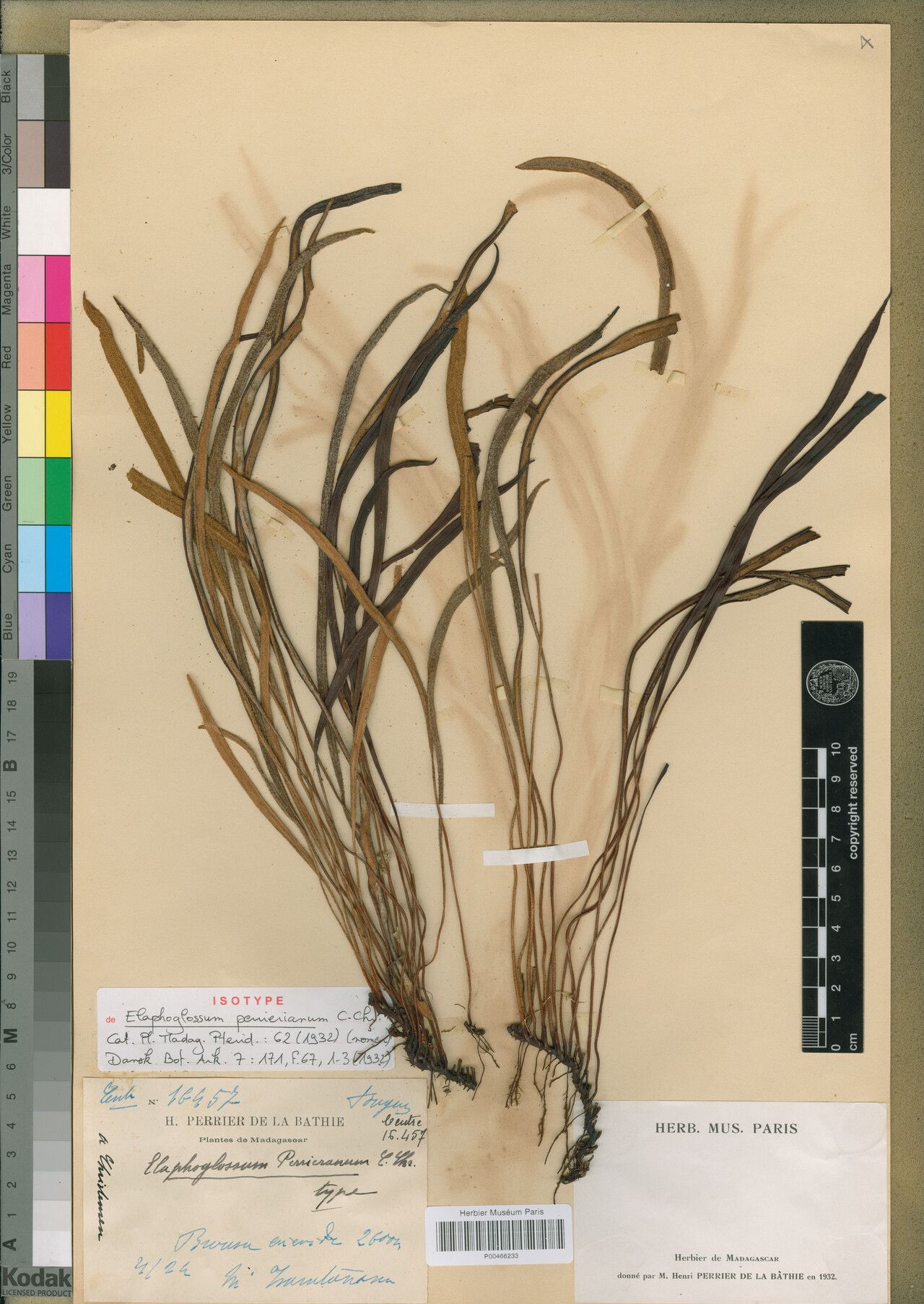 Elaphoglossum perrierianum — houseplant care guide