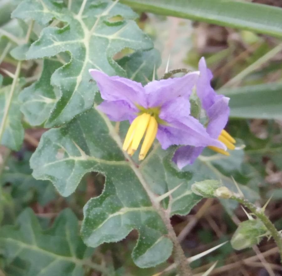 Solanum dimidiatum flower