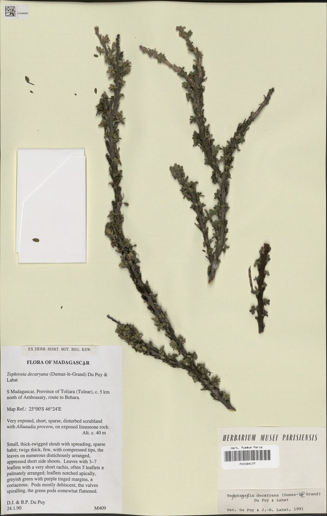 Tephrosia decaryana — search result for 'Tephrosia'