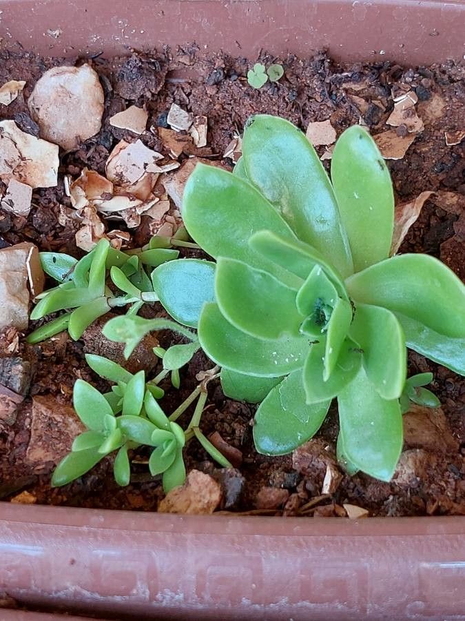 Orostachys malacophylla leaf