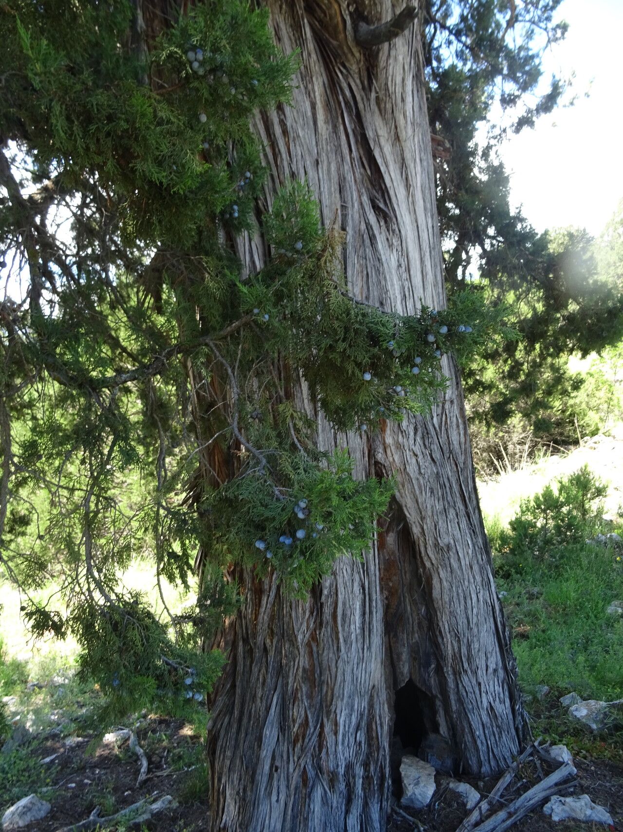 Juniperus excelsa bark