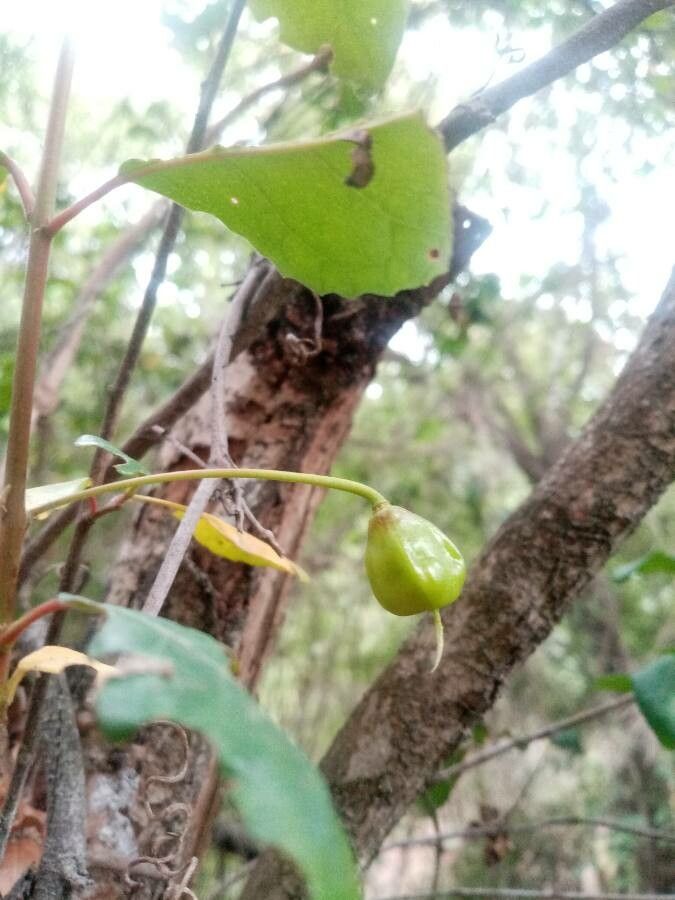 Crinodendron patagua fruit
