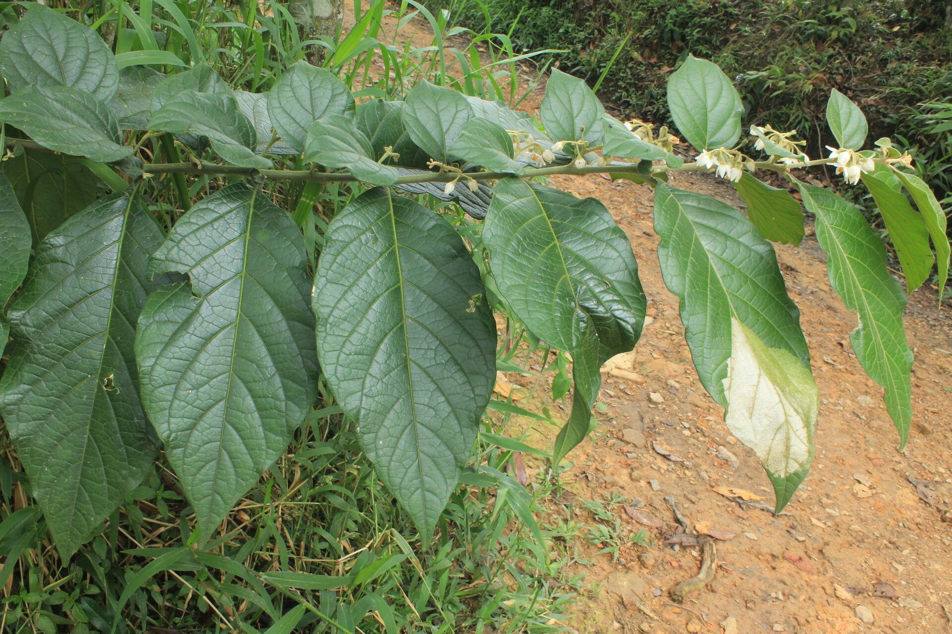 Solanum microleprodes habit
